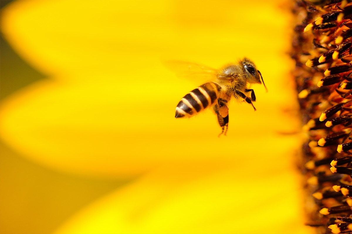 Nineveh SEED Project: Bee Vitamins