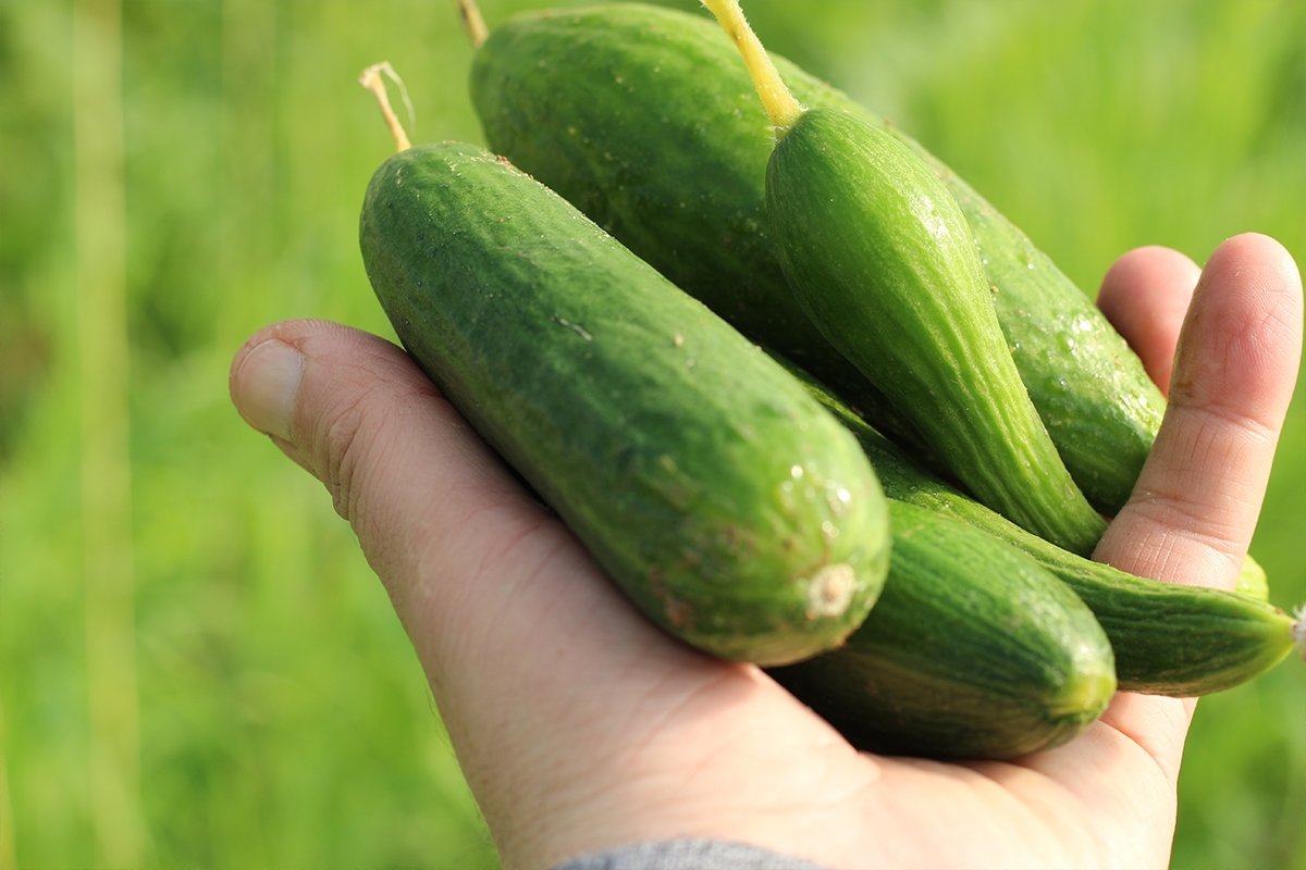Nineveh SEED Project: Cucumber Seeds