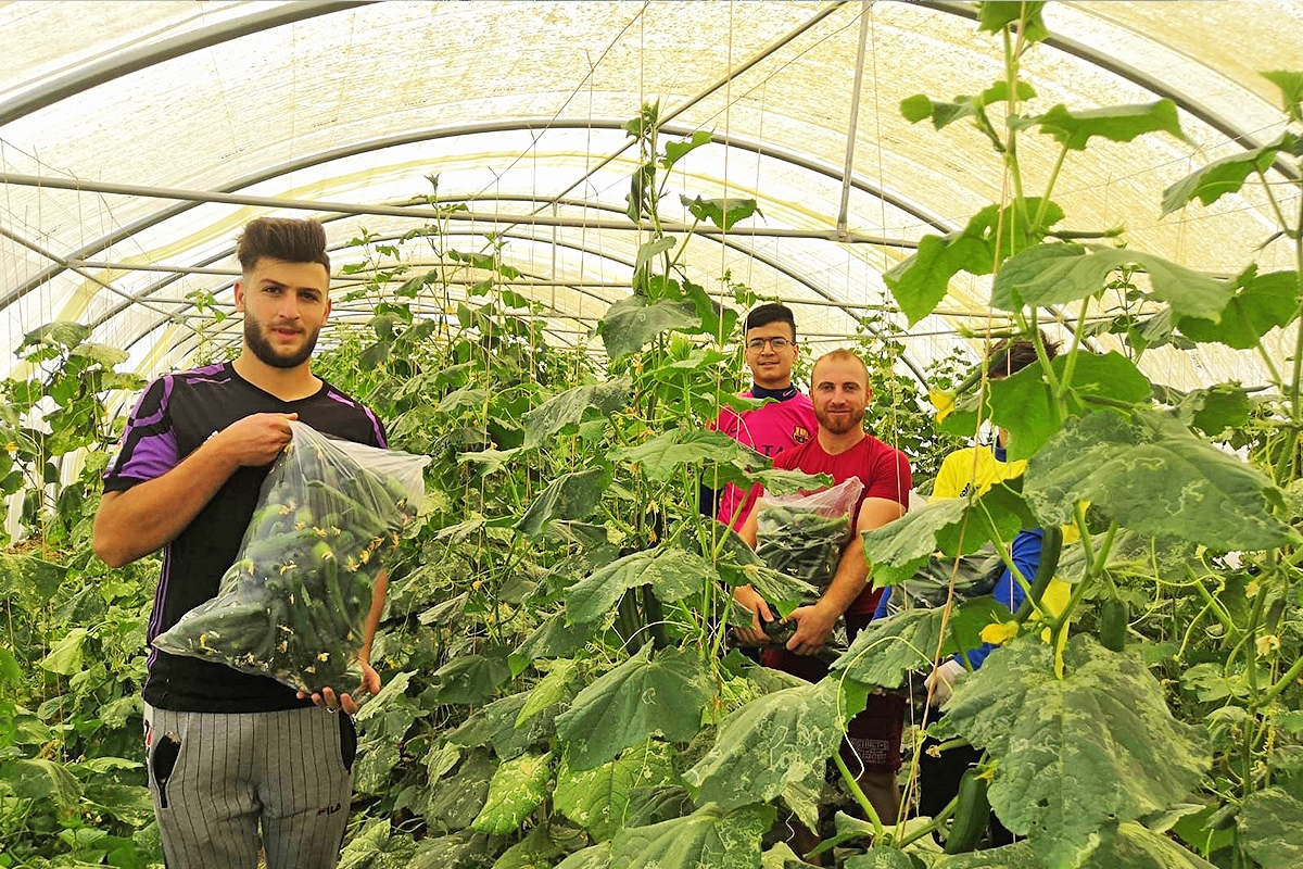 Teleskof Greenhouses