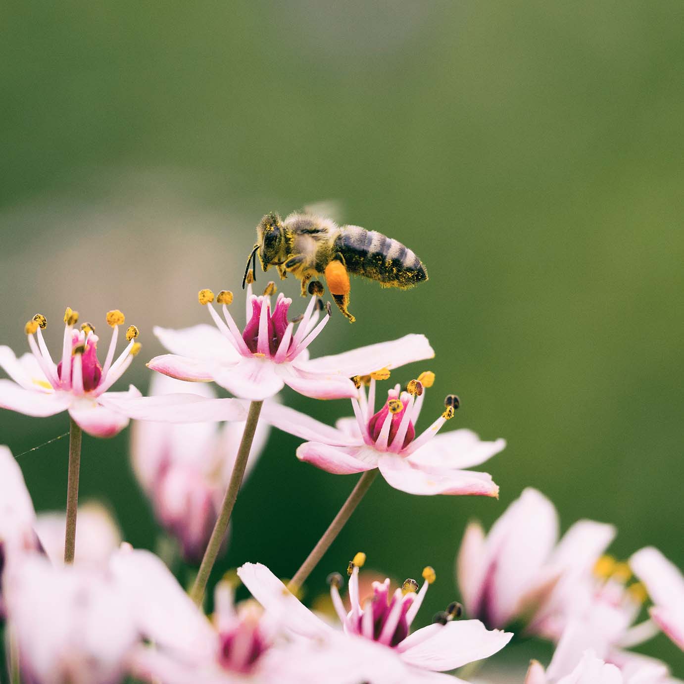 Beekeeping, Maqloob Mountains | Nineveh SEED project